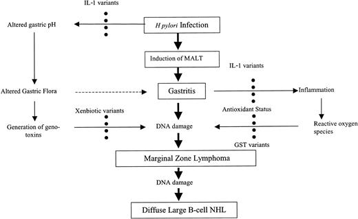 Figure 1. Model to assess genetic modification of risk for H pylori–induced GMZL. Black circles indicate modulated by; dashed arrows, possible link; solid arrows, established link; and bold arrows, disease progression.