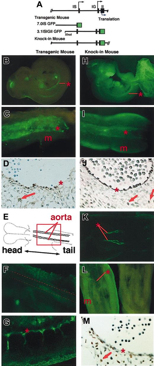 Figure 1. GFP is expressed in transgenic and knock-in mouse embryos. (A) Structure of 7.0IS GFP and 3.1ISIGII GFP transgenic constructs. Top line represents the structure of the mouse GATA-2 gene. Black arrow and blue arrow indicate the transcription and translation initiation sites, respectively. The map of the murine GATA-2 gene, modified to express EGFP in knock-in mouse, is also shown. (B-C) TG-GFP expression profile of the 3.1ISIGII GFP transgenic mouse E10.5 embryo (line no. 685). Panel C shows a ventral view of the AGM region. Asterisk and m indicate the positions of dorsal aorta and mesonephros, respectively. (D) Immunostaining with anti-GFP antibody confirming the TG-GFP expression (brown) in the lining of the aortic wall and in the cells ventral to the dorsal aorta (red arrow) of an E11.5 embryo (line no. 685). (E) Outline of the planar orientation of E8.0 embryo.17 (F) Confocal microscopic image of the region corresponding to the red square in panel E of line no. 798 transgenic embryo. Broken line in panel F indicates the position of the dorsal aorta. (G) Sagittal image of E9.0 embryo (line no. 798). (H-I) KI-GFP expression in the E10.5 KI-heterozygous embryo. Panel I shows the AGM region of the KI heterozygous embryo. Asterisk and m indicate the position of the dorsal aorta and mesonephros, respectively. (J) Anti-GFP antibody staining of the transverse section of the aorta of E11.5 embryo. (K) KI-GFP fluorescence along the dorsal aorta of E8.0 KI-heterozygous embryo. (L) Immunostaining of E11.5 AGM region with FITC anti–GATA-2 antibody (left), and with control rat antibody (right). (M) Immunohistochemical staining with anti–GATA-2 antibody showing endogenous GATA-2 expression in the lining of the dorsal aorta and in neighboring mesenchymal cells of an E11.5 embryo. See “Materials and methods.” Original magnification for panels D, J, and M is × 100.