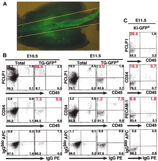 Figure 2. TG-GFP+ and KI-GFP+ cells in the AGM region express CD34 and PCLP1 antigens. (A) TG-GFP expression in the AGM region of E11.5 embryo (line no. 685). The cells in the region between 2 yellow lines were analyzed. Original magnification, × 50. (B-C) Flow cytometric analysis of 3.1ISIGII GFP transgenic embryos (line no. 685, B) and KI-heterozygous embryos (C).