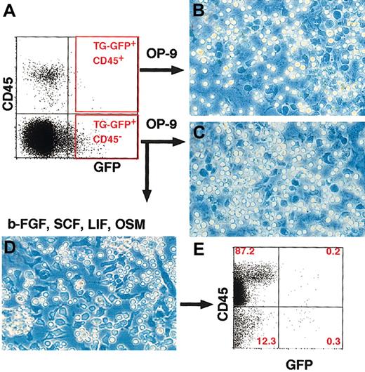 Figure 3. TG-GFP+ cells from the AGM region have hematogenic activity. (A) TG-GFP+/CD45+ and TG-GFP+/CD45- cell fractions of the AGM region were sorted by FACS. (B-C) Phase-contrast microscopy analysis of hematopoietic colonies with a cobblestone-like appearance after 4 days of coculture with OP-9 cells. Cells in panel B are from the TG-GFP+/CD45+ fraction, while cells in panel C are from the TG-GFP+/CD45- fraction. The number of colony-forming cells is shown in Table 1. (D) Appearance of TG-GFP+/CD45- cell colonies. TG-GFP+/CD45- cells were cultured in medium containing OSM, SCF, b-FGF, and LIF. Note that colonies contain both adherent cells (dark cells) and floating cells (bright cells). (E) Flow cytometric analysis of the cells in panel D. Majority of the cells show abundant CD45 expression without GFP fluorescence. Original magnification, panels B-D, × 100.
