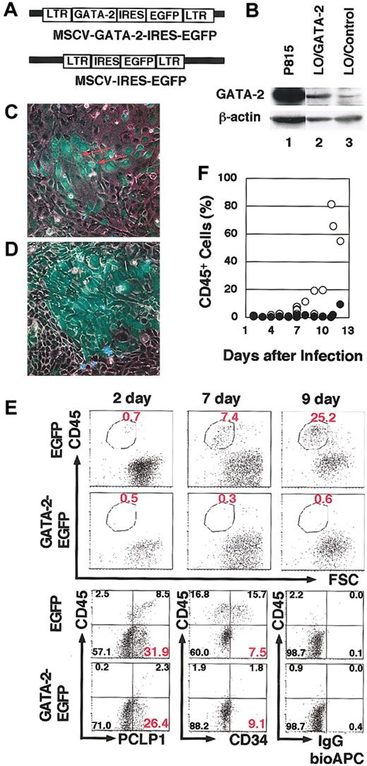 Figure 5. Retroviral expression of GATA-2 in hematogenic cells suppresses hematopoietic cell production. (A) Structure of the MSCV–GATA-2–IRES-EGFP and MSCV-IRES-EGFP retrovirus vectors. (B) Western blotting analysis showing modest GATA-2 expression in LO cells8 infected with the MSCV–GATA-2–IRES-EGFP virus (lane 2) and low level endogenous GATA-2 expression in the cells infected with MSCV-IRES-EGFP virus (lane 3). P815 mast cells were used as a positive control for this experiment (lanes 1). (C-D) Fluorescent microscopy analysis of V-GFP+ cells 9 days after culture. Cells infected by MSCV-IRES-EGFP (C) and MSCV–GATA-2–IRES-EGFP (D) are shown. The red arrow in panel C indicates the round-shaped V-GFP+ cells detached from the dishes. (E) Surface-marker profile of V-GFP+ cells infected with MSCV–GATA-2–IRES-EGFP virus or MSCV-IRES-EGFP virus. At day 7, 5.6% or 3.7% of cells were infected by MSCV–GATA-2–IRES-EGFP V-GFP+ virus or MSCV-IRES-EGFP virus, respectively. The bottom 3 panels demonstrate the CD34 and PCLP1 expression on the V-GFP+ cells at day 7. (F) The percentage of CD45+ cells. CD45+ cells in the fraction infected with either MSCV–GATA-2–IRES-EGFP virus (•) or MSCV-IRES-EGFP virus (○) in primary AGM culture. Original magnification, panels C-D, × 100.