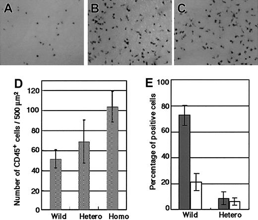 Figure 6. GATA-2 gene dosage has an influence on preservation of hematogenic precursor cells. (A-C) Immunohistochemical analysis of the E9.5 yolk sacs of a wild-type (A), KI-heterozygous (B), and KI-homozygous (C) conceptuses with CD45 antibody. These embryos have 27 to 31 somites. A significantly increased number of CD45+ cells were observed in the homozygous mutants. Original magnification, panels A-C, × 100. (D) The number of CD45+ cells/500 μm2of wild-type, KI-homozygous (4 embryos each), and KI-heterozygous (3 embryos) yolk sacs are presented as the mean ± standard deviation. (E) Hematopoietic cell production of AGM cells from 3 E11.5 KI-heterozygous mutant embryos and their wild-type littermates. The percentages of CD45+ (▦) and CD34+ (□) cells harvested on day 10 of culture are plotted.