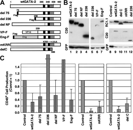 Figure 7. The function of GATA-2 is domain-specific in primary cultures of AGM cells. (A) Schematic representation of the GATA-2 domain mutants integrated into the genome of MSCV-IRES-EGFP virus. (B) Western blot analysis of infected LO cells with anti–GATA-2 antibodies, C-20 and RC.1.1.1, and anti-GFP antibody. Note comparable expression of each mutant protein. (C) Numbers of CD45+ cells in cultures of AGM cells infected with each virus. Results are shown relative to control cultures. Each point and bar represents the mean ± standard deviation of 3 independent experiments. The results of del236 and VP-F are 5.21 ± 3.33 and 1.99 ± 0.72, respectively; and del236 and VP-F resulted in significantly higher numbers of CD45+ cells than wild-type GATA-2 (P < .05, Student t test). The significance of the differences was confirmed by repeated experiments (wild-type del 236, n = 12, P < .0001; wild-type VP, n = 7, P < .0001; Student t test).