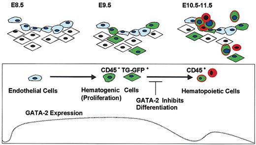 Figure 8. GATA-2 functions as a gatekeeper in hematogenic precursor cells. GATA-2 is expressed in endothelial cells in the early stage of angiogenesis, and TG-GFP specifically recapitulated GATA-2 expression in endothelial and/or mesenchymal cells with the potential to undergo hematopoietic differentiation. The high-level expression of GATA-2 in hematogenic precursor cells blocks subsequent differentiation of the cells into hematopoietic lineages. Cells with a light-blue cytoplasm represent endothelial cells. Cells with rhomboid shape and spheroid shape represent mesenchymal and hematopoietic cells, respectively. The blue nuclei and the green cytoplasm represent the cells expressing GATA-2 and TG-GFP, respectively.