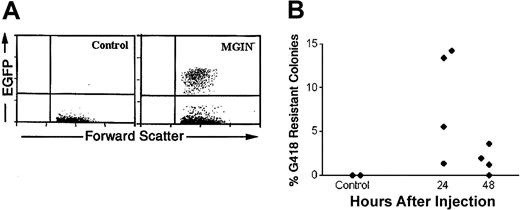 Figure 3. Gene transfer to bone marrow progenitors and to peripheral blood cells 2 months after transplantation. Retroviral vector was produced, purified, and injected into 5-FU–treated mice by DII according to the procedures described in “Materials and methods.” BMCs from saline (control) or MGIN virus–injected femurs were transplanted into primary irradiated recipient mice 24 hours after DII, and PB was analyzed 2 months after transplantation for EGFP expression by flow cytometry (A). In addition, BMCs were obtained from DII-treated 5-FU day-5 animals 24 and 48 hours following injection and plated at 5 × 104 cells per plate in soft agar in duplicate in the presence of IL-3, IL-6, SCF, and granulocyte colony-stimulating factor (G-CSF). Additionally, plating was carried out in the presence or absence of 600 μg/mL G418. Seven days after plating, viable colonies of 50 or more cells were scored. The percentage of G418-resistant colonies was calculated by dividing the number of colonies growing in the presence of G418 by the total number of colonies scored in the absence of G418 (B). The data presented are representative of 3 experiments.