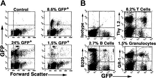 Figure 4. EGFP expression in hematopoietic cells in recipient mice undergoing secondary transplantation. C57BL/6 mice underwent DII of MGIN retrovirus and transplantation, and then EGFP+ BMCs were obtained from these mice after 6 months by FACS sorting and transplanted into secondary irradiated recipient mice as described in “Materials and methods.” Two to 5 months following secondary transplantation of 50 000 EGFP+ cells, PB was analyzed for the presence of donor cells in 3 separate mice (A). (B) In vivo gene transfer to PHSCs. Four months following secondary transplantation, PB was analyzed for GFP expression in T cells (Thy 1.2), B cells (B220), and granulocytes (Gr-1) from a representative animal.