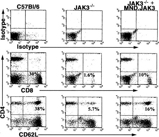 Figure 5. Direct intrafemoral injection of MND.Jak3 virus into Jak3-/- mice. MND.Jak3 retrovirus (JAK3 RV) was administered to Jak3-/- and control mice by DII according to the procedures described in “Materials and methods.” Two months following treatment, PB cells from control C57BL/6 mice (column 1), mock-injected Jak3-/- mice (column 2), and MND.Jak3-injected mice (Jak3-/- + JAK3 RV) (column 3) were analyzed for the presence of CD8+ and CD4+/62L+ T cells (% of total population indicated in quadrant).