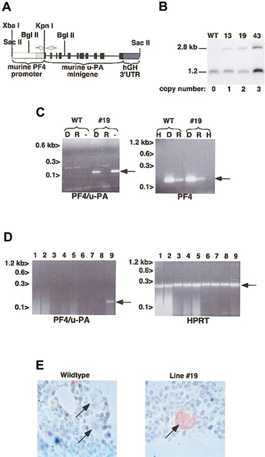 Figure 1. Establishment of transgenic mice expressing u-PA in their platelets. (A) Schematic representation of the 10.2-kb Sac II insert containing the 1.2-kb murine XbaI/KpnI PF4 promoter (open box) plus 5′-UTR (light gray box) followed by the 11-exon murine u-PA gene (black boxes) and ending with the hGH 3′-UTR and polyadenylation sequence (dark gray box). The 2.8-kb Bgl II fragment detected for the transgene in the genomic Southern blot in panel B is indicated. PCR was performed to confirm founder lines using primers complementary to the mouse PF4 5′-UTR and exon 2 of the murine u-PA gene (data not shown). The same primers were used for the RT-PCR in panel C indicated as open arrows. (B) Genomic Southern blot analysis of Bgl II-digested DNA from a wild-type animal and the 3 lines that had offspring is shown. Copy number determined by phosphorimaging is indicated below. (C) RT-PCR of platelet total RNA for the 114-bp transgenic u-PA message is shown, as is the 185-bp PF4 message as a positive control of the platelet nature of the RNA. - indicates RT-PCR; D, pretreatment with RNase-free DNase prior to RT-PCR; R, pretreatment with DNase-free RNase prior to RT-PCR; H, water used instead of first-strand cDNA. Arrows point to the expected cDNA bands. (D) RT-PCR of multiple tissues. Only bone marrow showed the 114-bp transgenic u-PA band, but all samples showed the 249-bp HPRT+ control cDNA band. 1 indicates spleen; 2, liver; 3, lung; 4, heart; 5, kidney; 6, adrenal; 7, tongue; 8, brain; 9, bone marrow. Arrows point to the expected cDNA bands. (E) Immunohistochemical detection of u-PA in wild-type and line no. 19 bone marrow. Several morphologically recognizable megakaryocytes are indicated by arrows. Original magnification, × 1000; samples were stained with hematoxylin.