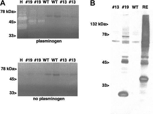 Figure 2. Detection of u-PA activity and antigen in line no. 19 platelet lysate. (A) Zymogram of 2 separate preparations of lysates from line no. 19 and no. 13 platelets and wild-type platelets in a gel containing (top) or lacking (bottom) 20 μg/mL plasminogen. H indicates human tcu-PA (0.1 ng). From left to right, the platelet lanes had the following amounts of protein added: no. 19, 0.5 μg; no. 19, 0.1 μg; WT, 1 μg; WT, 2 μg, no. 13, 1 μg; and no. 13, 2 μg. (B) Nonreduced Western blot of platelet lysates (10 μg per lane) for line no. 19 and no. 13, wild type, and renal extract (RE) (30 μg per lane) immunoblotted with A10.
