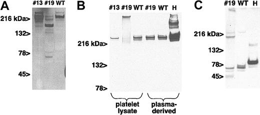 Figure 3. α-Granular protein digestion. (A) Western blot of platelet lysate (2.5 μg per lane) from line no. 13 and no. 19 and wild-type mice immunoblotted with a rabbit antihuman VWF polyclonal antibody. (B) Western blot of nonreduced gel of platelet lysates as above or plasma (3 μg per lane for mouse and 6 μg per lane for human) proteins. H indicates human plasma preparation. Murine and human fibrinogen were detected using a goat antihuman fibrinogen polyclonal antibody. (C) Same as panel B except that the samples were only of platelet lysates and the gel was performed under reducing conditions.