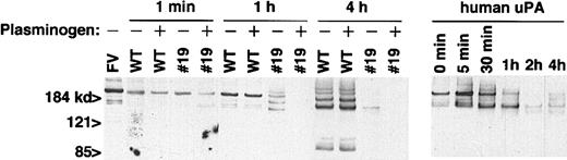 Figure 4. In vitro degradation of factor V by platelet lysate. Factor V (FV) (10 ng per lane) was digested with 2.5 μg per lane of the indicated platelet lysate or human u-PA (5 μg per lane) for the indicated amount of time at room temperature. + indicates plasminogen (1 μg per lane) added; –, no added plasminogen.
