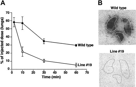 Figure 6. Pulmonary microemboli lysis study. (A) Solid circles show residual labeled microemboli remaining in the lungs of wild-type mice at the indicated times (n = 6). Open squares show the residual radioactivity in the lungs of line no. 19 mice studied in parallel (n = 6). Mean ± 1 SD is shown. (B) Representative autoradiograph of whole lung at the 30-minute time point. The animal genotype and the outline of the lungs are indicated.