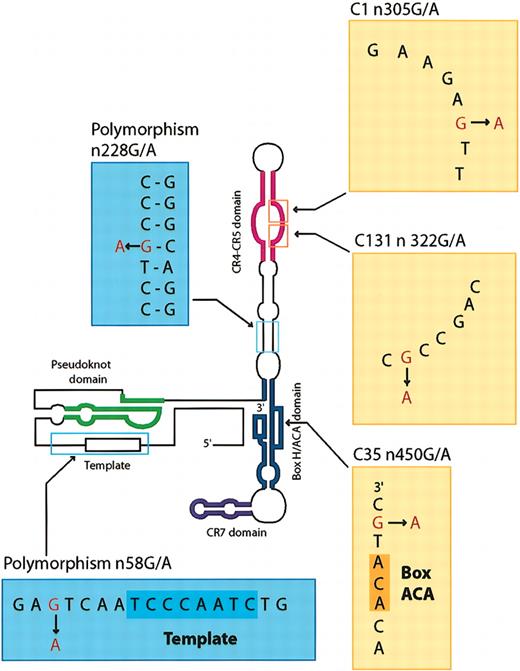 Figure 1. Mutations and polymorphisms of TERC gene. The schematic of the TERC gene showing the positions of mutations and polymorphisms identified in patients and healthy controls.