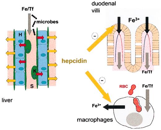 Figure 2. Hepcidin synthesis in the liver and its effects on iron metabolism. Hepatic sinusoids (S, pink) are lined by endothelial cells (green) and Kupffer cells (K, green). Exposure of these cells to microbes or highly iron-saturated transferrin (Fe/Tf) causes the release of IL-6 and possibly other signals (red arrows) that act on hepatocytes (H, light blue cells) to induce the synthesis and secretion of hepcidin (yellow arrows). Plasma hepcidin (large yellow arrows) inhibits iron uptake in the duodenum and iron release from macrophages in the spleen and elsewhere.