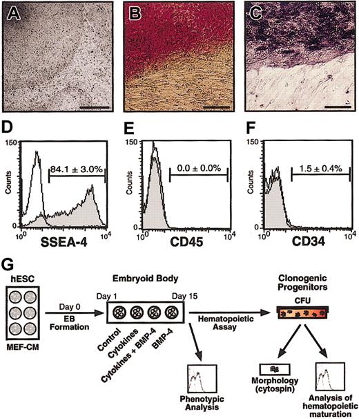 Figure 1. Undifferentiated hESCs lack hematopoietic markers. Undifferentiated hESCs were analyzed for their morphological, histochemical, and cell surface phenotypes. (A) Undifferentiated H1 cells, maintained in feeder-free culture with MEF-CM. Scale bar, 500 μm. (B) Histochemical detection of alkaline phosphatase activity and (C) immunodetection of SSEA-4 in undifferentiated H1 cells. Scale bars, 50 μm. (D-F) Flow cytometric analysis of cell surface marker expression of SSEA-4, CD45, and CD34 on undifferentiated hESCs. Positively stained cells, shown as shaded histograms, were determined based on isotype controls, shown as open histograms. Horizontal bars indicate mean percentages of positive cells ± SEMs from 9-13 independent experiments using both H1 and H9 cell lines. (G) Schematic of the hematopoietic differentiation protocol. hES indicates human embryonic stem cell; MEF-CM, mouse embryonic fibroblast conditioned medium; BMP-4, bone morphogenetic protein 4; and CFU, colony-forming unit.
