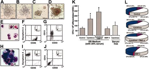 Figure 4. EBs can be induced to form hematopoietic progenitors. Morphology of differentiated hES-derived hematopoietic CFU subtypes detected under all extrinsic treatments, including (A) macrophage, (B) granulocyte, and (C) erythroid colonies, and (D) multipotent colonies containing granulocyte, erythroid, macrophage, and megakaryocyte elements (CFU-GEMM). Scale bars, 100 μm. (E) Wright Giemsa cytospin preparation of cells from a granulocyte colony showing mature neutrophils, basophils (left inset) and eosinophils (right inset). Scale bar, 25 μm. (F-G) Flow cytometry of a representative granulocyte colony, showing staining with CD45 and glycophorin A (F) or CD33 and CD13 (G). (H) Wright Giemsa cytospin preparation of an erythroid colony showing immature erythrocytes and mature enucleated erythrocytes (arrow). Scale bar, 25 μm. (I-J) Flow cytometry of a representative erythroid colony, showing staining with CD45 and glycophorin A (I) or CD33 and CD13 (J); insets in panels F, G, I, and J indicate colonies stained with isotype controls. (K) Hematopoietic progenitor capacity of undifferentiated hESCs and hESCs differentiated as EBs under various treatments for 14 days, detected by placing 1 × 105 cells into CFU assays (n = 4-12, *P < .001 compared to control; error bars indicate SEMs). Wells were examined for colony formation after 10-14 days for Ebs. (L) Distribution of colony subtypes derived under each hematopoietic progenitor induction treatment shown in panel K (P ≤ .001).
