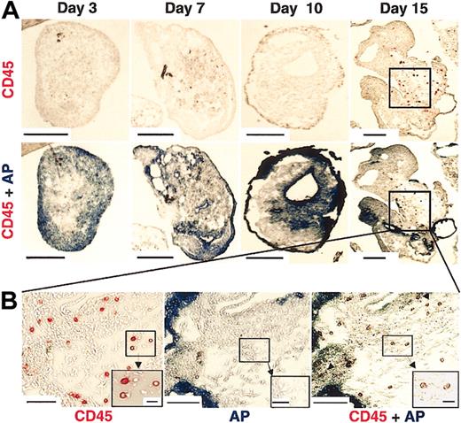 Figure 7. Immunohistochemical analysis of sectioned EBs treated with cytokines and BMP-4. Representative analysis of individual EBs isolated and sectioned (see “Materials and methods”) for analysis of (A) CD45 and alkaline phosphatase (AP) activity at specific time points indicated during hESC differentiation. Scale bars measure 200 μm. (B) High resolution microscopy of indicated regions of day 15 EBs analyzed for CD45 and AP activity. Scale bars in main panels measure 100 μm; in insets, 20 μm.