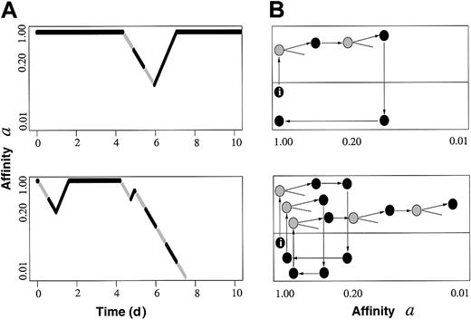 Figure 1. Simulation examples. (A) Two time courses of individual cells (tracing of one daughter cell per division) with respect to affinity a, showing the actual cell cycle status. Black segments represent cell cycle phases G1/G0, gray segments indicate S/G2/M. Whereas the upper example describes a cell maintaining/renewing a high a (ie, long-term repopulating potential), the lower example shows terminal lineage commitment after several fluctuations. (B) Corresponding cell fates represented in terms of the proposed within-tissue plasticity model4 (I, initiating cell; gray, S/G2/M; black, G1/G0). Dormant cells in lower growth environment (gray region) regain affinity a, whereas (potentially) cycling cells in the other environment (white region) lose a.