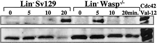 Figure 3. Time course of Cdc42 activation following SDF-1 stimulation. Cdc42 activation was studied after SDF-1 (100 ng/mL) activation of Lin– cells from 129Sv and WASP-deficient mice by a pull-down assay. The GST-WASP-CRIB–binding domain was used to evaluate GTP-bound Cdc42 (upper panel). The immunoblot of total lysates by Cdc42 antibody is shown in the lower panel. The last line represents the pull-down and total Cdc42 lysates of transfected cells by a dominant activated Cdc42 (CDc42-Val12).