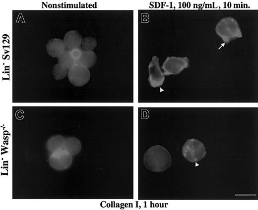 Figure 5. Effect of collagen I on polarization and actin reorganization. Collagen I induced polarization and actin reorganization in SDF-1–pretreated Lin– 129Sv but not in WASP-deficient cells. Lin– cells from 129Sv and WASP-deficient mice (panels A-B) were either pretreated (panels B,D) or not (panels A,C) by SDF-1 for 10 minutes, allowed to adhere to collagen I–coated coverslips for 1 hour at 37°C, and processed for actin staining by rhodamine phalloidin as described in “Materials and methods.” Scale bar equals 10 μm.