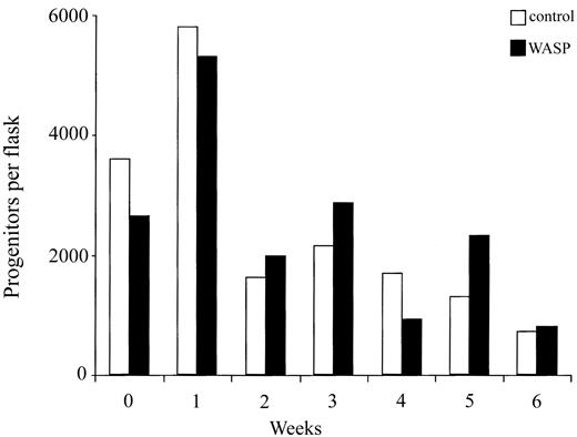 Figure 7. No defect in self-renewal in stem cells from WASP-deficient mice. Long-term bone marrow cultures were established on MS-5 feeder layer with bone marrow cells from wild-type and WASP-deficient mice. First, 3 × 106 bone marrow cells were seeded into 10 mL culture medium in a 25-cm2 flask. Half of each culture was removed every week and replaced with fresh medium. A flask of each culture (one from wild-type and one from WASP-deficient cells) was stopped every week. Nucleated cells were counted and a progenitor assay was performed. No differences were found between the numbers of nucleated cells or clonogenic progenitors of wild-type and WASP-deficient cultures.