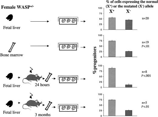 Figure 8. Percentage of progenitor cells from bone marrow or fetal liver of heterozygous female expressing normal (X+) or mutated (X–) allele. Bone marrow and fetal liver cells from heterozygous females were seeded into methylcellulose in the presence or absence of G418. Only the cells expressing the X-chromosome carrying the mutated WASP gene are able to grow in the presence of G418. Fetal liver cells from heterozygous females were also injected intravenously into irradiated recipient mice, and at 24 hours or 3 months after the graft, bone marrow cells were harvested and cultured in methylcellulose in the presence or absence of G418. At 7 days later, the number of colonies were scored. Results are expressed as the percentage of clonogenic progenitors expressing the normal (X+) or the mutated (X–) allele. This proportion was compared (by Wilcoxon test and χ2 test) to the proportion 50:50 that is observed when random X-chromosome inactivation occurs. As this skewed X inactivation is observed 24 hours after transplantation, this indicates that hematopoietic progenitors expressing WASP have a selective advantage over the WASP-deficient progenitors in homing ability. Error bars indicate SD.