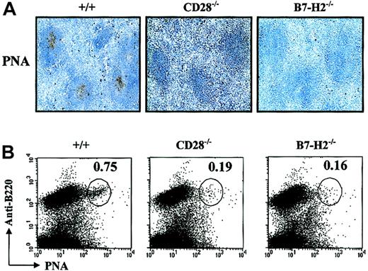 Figure 6. Impaired germinal center formation in immunized B7-H2–/– mice. (A) Cryosections of spleens from wild-type, CD28–/–, and B7-H2–/– mice were stained with biotin-conjugated PNA and counterstained with 1% hematoxylin to identify germinal center and follicular B cells 8 days after the secondary immunization. Original magnification, × 100. (B) Flow cytometry analysis of PNA-binding germinal center B cells in the spleens of wild-type and B7-H2–/– mice 7 days after the secondary antigenic challenge. Cell sample from similarly immunized CD28–/– mice is included as a control. Numbers indicate the percent of lymphocytes.