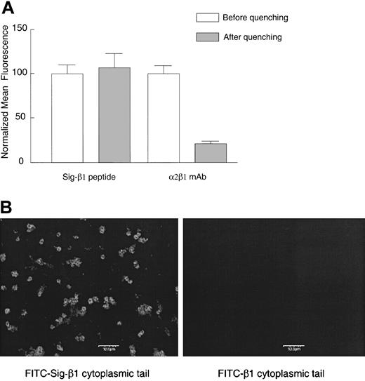 Figure 5. Cytoplasmic domain peptide with an N-terminal signal delivery sequence enters platelets while a peptide lacking the delivery sequence is excluded. Human platelets were incubated with 120 μM FITC-labeled Sig-β1 peptide or β1 peptide without the signal delivery sequence for 20 minutes at room temperature. (A) As a positive control for trypan blue quenching, platelets were incubated with the α2β1 mAb BHA 2.1 (5 μg/mL) on ice for 10 minutes, followed by an FITC-labeled secondary goat antimouse IgG (10 μg/mL) for 30 minutes, and cell fluorescence was evaluated by flow cytometry before or after addition of trypan blue (2 mg/mL). Data are shown as the normalized mean fluorescence ± SEM from one experiment, representative of 3 similar experiments. (B) Platelet suspensions treated as in panel A were applied to coverslips and visualized by confocal microscopy. Bar represents 10 μm. One of 2 similar experiments is shown.