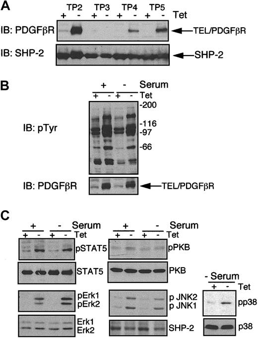 Figure 1. Inducible expression of TEL/PDGFβR leads to constitutive activation of signaling pathways. Cells were incubated for 24 hours in the presence (+) or in the absence (–) of 2 μg/mL Tet. (A) Samples were directly removed for immunoblotting. (B-C) Cells were either removed directly for immunoblotting (+ serum) or were washed 3 times with 1 × HBSS and serum starved for 1 hour prior to preparation of cell lysates (– serum). Twenty or 40 μg cell extract was immunoblotted using the following antibodies: panel A and lower part of panel B, a polyclonal antibody against PDGFβR that recognizes the TEL/PDGFβR fusion; panel B upper part, 4G10 to detect tyrosine-phosphorylated proteins; and panel C phosphospecific antibodies recognizing activated forms of STAT5, PKB, ERK, JNK, and p38. The same immunoblots were stripped and reprobed with anti-STAT5, anti-PKB, anti-ERK, anti-SHP-2, or anti-p38 antibodies as loading controls, respectively. For comparison of phospho-p38 in the presence of serum, see Figure 7.
