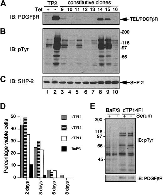 Figure 2. Constitutive expression of TEL/PDGFβR in BaF/3 cells. BaF/3 tTA cells were transfected with pcDNA3.1 encoding TEL/PDGFβR. (A) Immunoblot showing an example of expression of TEL/PDGFβR in antibiotic-resistant clones selected. (B) The same blot as in panel A was stripped and reprobed to detect tyrosine phosphorylated proteins. (C) The same blot as in panels A and B was stripped and reprobed with anti–SHP-2 antibodies to assess equality of loading. (D) Constitutively expressing clones cTP11, cTP14, and cTP15 or parental BaF/3 tTA were washed and incubated for 8 days in media lacking IL-3. The percentage of viable cells was determined at the times indicated using trypan blue exclusion. (E) BaF/3 tTA (BaF/3) or constitutively expressing factor-independent clone cTP14FI was incubated for 1 hour in the presence or absence of serum prior to preparation of cell lysates. Immunoblotting was performed with 4G10 to detect tyrosine phosphorylated proteins (pTyr) and the blot was stripped and reprobed to with anti-PDGFβR antibodies to detect TEL/PDGFβR.