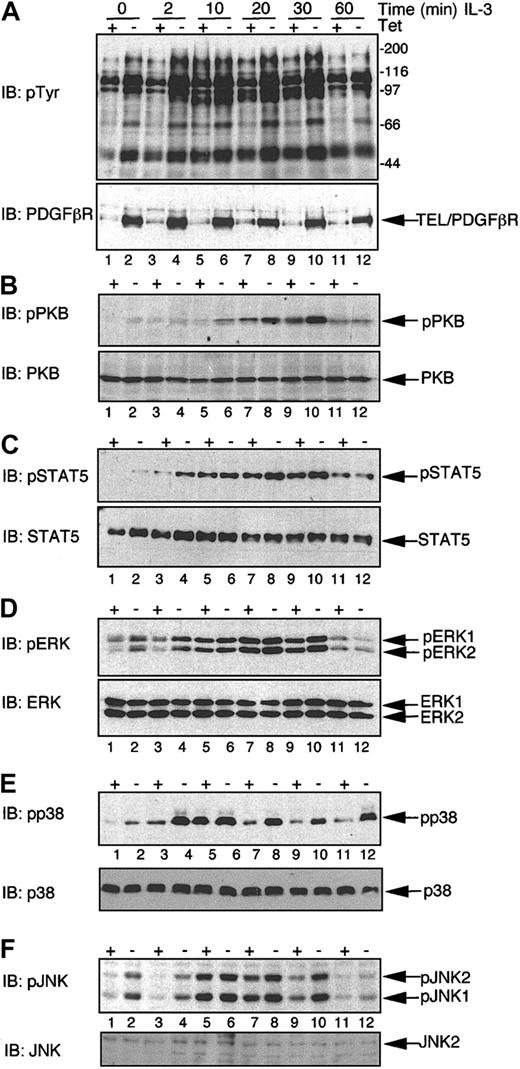 Figure 6. Expression of TEL/PDGFβR augments IL-3–induced signaling cascades. BaF/3 clone TP2 was incubated in the presence (+ Tet) or absence (– Tet) of 2 μg/mL Tet for 24 hours. Cells were washed free of IL-3 and serum and incubated in serum-free media for 1 hour prior to being stimulated for the indicated period of time (in minutes) with 10 ng/mL rmIL-3 or left untreated (0). Whole cell lysates were prepared and 20 or 40 μg protein/sample was immunoblotted (IB) with the following antibodies: (A) Upper panel, 4G10 specific for tyrosine-phosphorylated proteins and in the lower panel anti-PDGFβR. (B) Antiphospho Ser473 of PKB (pPKB, upper panel); this blot was stripped and reprobed with a pan-PKB antibody (PKB, lower panel). (C) Antibody specific for phosphotyrosine 694/699 of STAT5a/b (pSTAT5, upper panel); this immunoblot was stripped and reprobed with an anti-STAT5 antibody to assess loading (STAT5, lower panel). (D) An antibody specific for dually phosphorylated ERK 1 and 2 (pERK1/2, upper panel); this blot was stripped and reprobed with an anti-panErk antibody (ERK, lower panel). (E) An antibody specific for dually phosphorylated p38 MAPK (pp38); this blot was stripped and reprobed with an anti-panp38 antibody (p38, lower panel). (F) An antibody specific for dually phosphorylated JNK1 and 2 (pJNK); this blot was stripped and reprobed with an anti-panJNK antibody (JNK2, lower panel). Positions of the phosphorylated and nonphosphorylated proteins are indicated, as are the molecular weight standards, in kilodaltons.