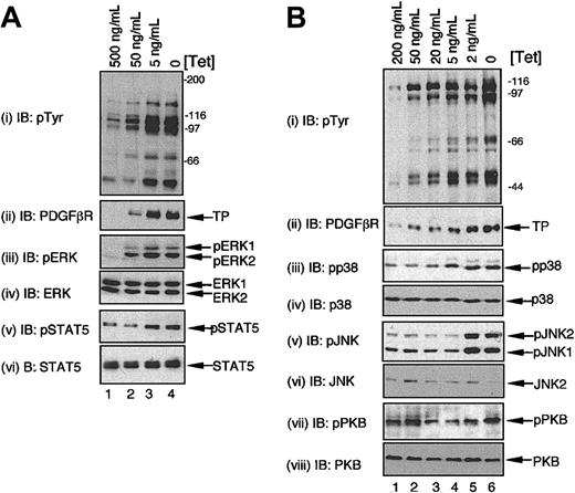 Figure 7. Expression of TEL/PDGFβR augments steady-state levels of MAPK signaling pathways in cells grown in IL-3. BaF/3 clone TP2 was cultured in optimal levels of IL-3 for 24 hours in the presence of different concentrations of Tet or with no Tet as indicated and samples prepared directly. Panels A and B represent independent experiments. Immunoblotting was performed to assess the activation status of STAT5, PKB, and the different MAPKs using phosphospecific antibodies as described in Figure 6. The same immunoblots were reprobed as indicated to assess equality of loading.