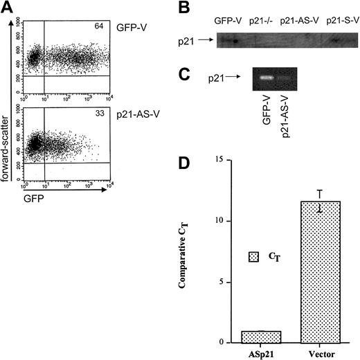 Figure 1. Lentiviral transduction and expression of p21-antisense results in decreased intracellular p21. Flow cytometric analysis for GFP in transduced CD34+ cord blood cells 4 days after transduction. Cells were transduced with a lentiviral vector containing p21-antisense (p21-AS-V) or the control vector (GFP-V). Plots represent fluorescence intensity for GFP on the x-axis and cell forward scatter on the y-axis. Numbers in corners indicate percent of events in that quadrant. (B) Western blot analysis of p21–/– fibroblasts (p21–/–) or CMK cells transduced twice with control vector (GFP-V), p21-antisense (p21-AS-V), or p21-sense (p21-S-V) incubated with TPA for 48 hours, sorted for GFP expression, and then lysed for Western blot analysis. Total protein (100 μg) was used for each sample. (C) RT-PCR analysis for p21 in CMK cells transduced with a lentiviral vector containing p21-antisense (p21-AS-V) or with the control vector (GFP). Cells were stimulated with 100 nM TPA 24 hours after transduction and RNA was isolated from cells after sorting for GFP+ cells. (D) Real-time RT-PCR of primary CD34+38– cells transduced with either p21-AS-V or GFP control vector. Data are expressed as relative to GAPDH expression levels in the same population of cells measured simultaneously.