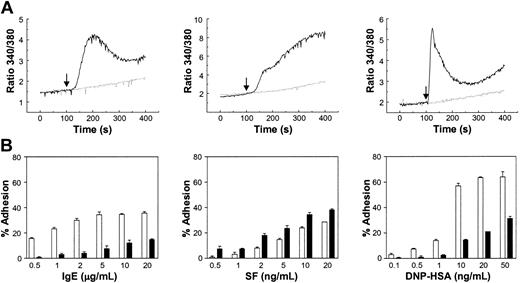 Figure 5. Lyn –/– BMMCs, which do not show increased intracellular calcium with IgE, SF, or IgE + Ag, display impaired adhesion to FN in response to IgE or IgE + Ag but not to SF. (A) Intracellular calcium measurements in Lyn+/+ (solid line) and –/– (dashed line) BMMCs in response to 10 μg/mL IgE (left panel), 100 ng/mL SF (middle panel), or IgE + 20 ng/mL DNP-HSA (right panel) injected at 100 seconds (↓). (B) Adhesion of Lyn+/+ (□) and –/– (▪) BMMCs to FN following a 60-minute exposure of the cells to the indicated concentrations of IgE, SF, or IgE + DNP-HSA. The background adhesion (8%-15%) was subtracted. Adhesion was significantly (P < .05) different between Lyn+/+ and –/– BMMCs except for 0.5, 1 ng/mL SF and 0.1, 0.5, 1 ng/mL DNP-HSA. Results shown are the mean ± SEM of triplicate determinations. Similar results were obtained in 3 (A) and 3 (B) separate experiments.