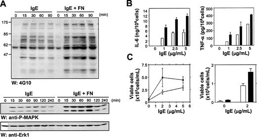 Figure 7. FN binding enhances IgE-induced intracellular signaling events, cytokine production, and survival. (A) Total cell lysates (50 μg as assessed by BCA assays) from IgE-stimulated suspension and FN-adhered BMMCs were subjected to Western analysis using anti-phosphotyrosine antibodies (4G10) (top panel) or antiphospho-specific Erk antibodies (middle panel) and reprobed with anti-Erk antibodies (bottom panel) to demonstrate equal loading. (B) BMMCs were stimulated for 3 hours at the indicated concentrations of IgE in the presence of 15 μ polystyrene beads coated with BSA (□) or FN (▪). IL-6 (left panel) and TNF-α (right panel) levels in the supernatants were detected by ELISA. (C) BMMCs were plated at 5 × 105 cells/mL in IMDM + 0.1% BSA ± IgE at 2 and 5 μg/mL in FN (▪) or BSA (□) coated wells. On day 4, viable cells were counted by trypan blue exclusion (left panel). In the right panel, BMMCs were set up as above ± 2 μg/mL IgE and viable cells counted on day 7. Data points are the mean ± SEM of 6 (B), 2 (C, left) and 3 (C, right) determinations. Similar results were obtained in 3 (A), 4 (B), and 3 (C) separate experiments.