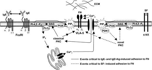 Figure 8. A model of IgE-induced adhesion to FN. IgE binding to the FcϵR1 on BMMCs allows them to aggregate at a low frequency. This results in a relatively low (compared with IgE + Ag) but prolonged signal that activates, among other pathways, the PI3K and PLCγ pathways. These 2 pathways play a critical role in IgE- and IgE + Ag-induced adhesion to FN by inducing the entry of extracellular calcium and the activation of a classical PKC. SF-induced adhesion of BMMCS to FN, however, appears to require the stimulation of the PI3K and PLCγ pathways and the subsequent critical activation of a novel (DAG-dependent, calcium-independent) PKC.