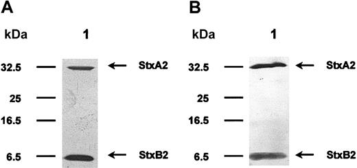 Figure 1. SDS-PAGE and Western blotting of purified Stx2. Stx2 holotoxin was purified by affinity chromatography using a receptor analog. In panel A, a silver-stained SDS gel is shown. The cytotoxic A-subunit has a molecular mass of 32 kDa and monomeric B-subunits are separated at 7 kDa. Panel B pictures a Western blot analysis of this toxin molecule, using polyclonal rabbit anti-Stx2 antibodies. The protein preparation is free of any visible contamination.