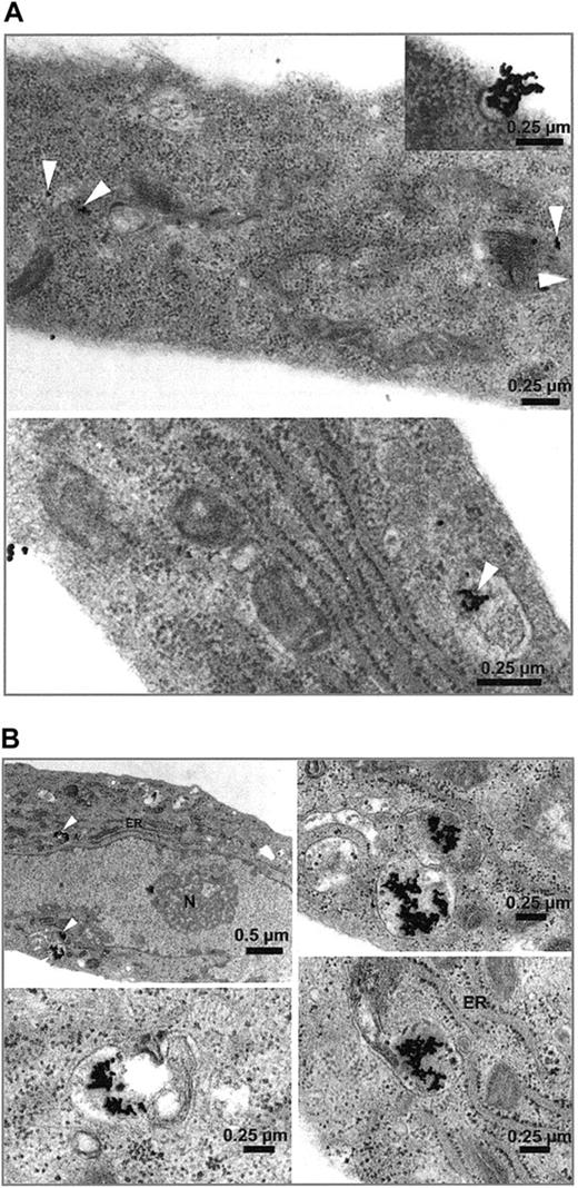 Figure 3. Uptake of gold-labeled Stx2. HUVECs treated with gold-labeled Stx2 were fixed after 1 hour (A) and 4 hours (B) and scanned with a transmission electron microscope. Black beads, marked intracellularly with white arrowheads, correspond to gold-labeled Stx2. Uptake of Stx2 and intracellular distribution after one hour is visualized in panel A. At 4 hours most of the toxin is detected intracellularly as shown in panel B. ER indicates endoplasmic reticulum; N, nucleus.