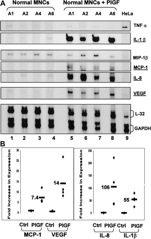 Figure 5. PlGF activates normal mononuclear cells, increasing production of inflammatory cytokine IL-1β, chemokines MCP-1 and IL-8, and the angiogenic growth factor VEGF. (A) Ribonuclease protection assay performed using RNA from normal peripheral blood MNCs from 4 subjects exposed to exogenous PlGF (250 ng/mL) for 1 hour (lanes 5-8) or left untreated (lanes 1-4). HeLa cell RNA was used as a control RNA (lane 9). (B) Densitometry analyses were performed on appropriate exposures on the different bands and normalized for loading.