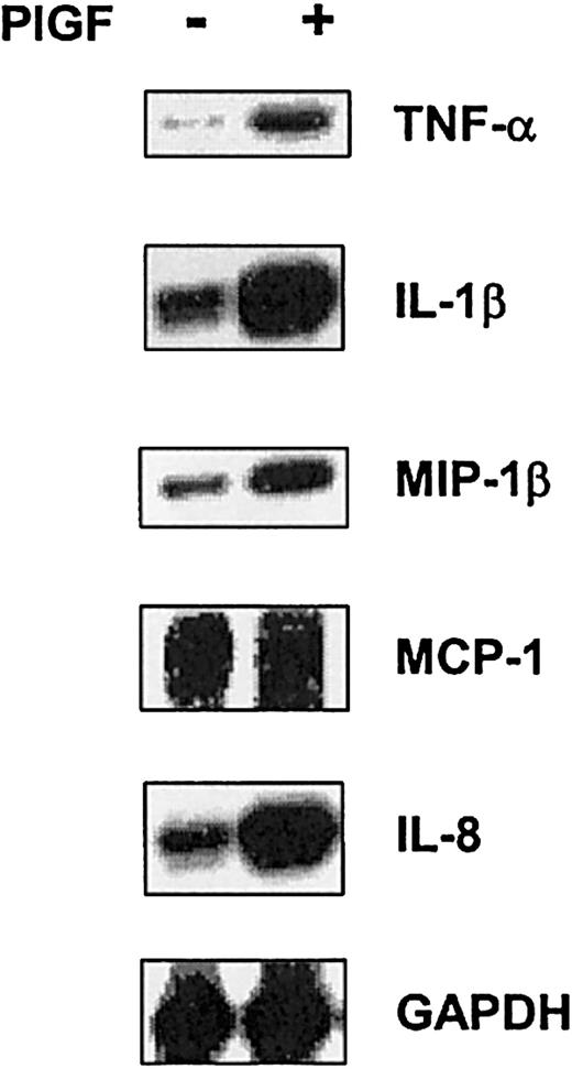 Figure 2. Effect of PlGF on mRNA expression of cytokines and chemokines in normal peripheral blood monocytes. Peripheral blood monocytes isolated from whole blood of healthy individuals were treated with PlGF (250 ng/mL) for 2 hours. RPA was performed with riboprobes as indicated in Figure 1. Representative data are shown from 3 sets of experiments.