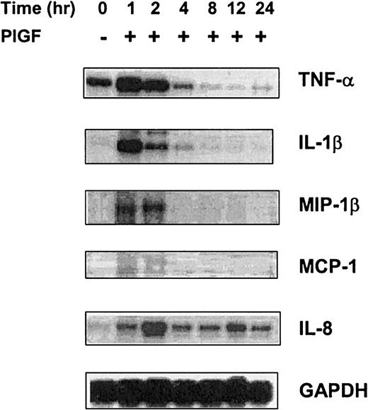 Figure 3. Up-regulation of cytokine and chemokine mRNA expression in THP-1 monocytes by PlGF. THP-1 cells were treated with PlGF for time periods of 1 to 24 hours, and RNA was isolated; 10 μg RNA samples were hybridized with 32P-labeled antisense mRNA probes and digested with RNase and T1 nuclease. The protected hybridized probe fragments were resolved on 5% polyacrylamide gel. The intensity of radioactive bands in the autoradiogram was quantitated by the Alpha Imager documentation system. The relative mRNA levels were determined by normalizing band intensities of TNF-α, IL-1β, MIP-1β, MCP-1, and IL-8 with that of GAPDH housekeeping gene. The data presented are representative of 1 of 3 replicate experiments.