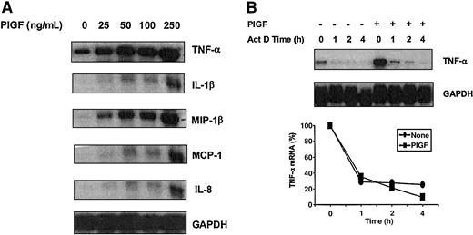 Figure 4. Effect of PIGF dose on mRNA expression of cytochemokines and stability of TNF-α mRNA. (A) Dose-dependent increase in the expression of cytochemokines in PlGF-treated THP-1 cells: THP-1 cells were treated with different concentrations of PlGF ranging from 25 to 250 ng/mL for 2 hours. RNA was isolated by TriZOL reagent, and 10 μg RNA was used for RPA analysis. (B) Effect of PlGF on the stability of TNF-α mRNA. After the treatment of THP-1 cells with PlGF (250 ng/mL) for 2 hours, actinomycin D (10 μg/mL) was added. At the indicated times, RNA was isolated. TNF-α mRNA expression was determined by RPA as described in Figure 2. The relative mRNA levels were determined by normalizing band intensities of TNF-α with that of GAPDH housekeeping gene. Representative data are shown from 2 experiments.
