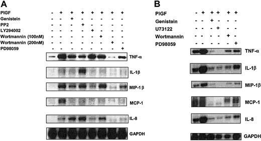 Figure 5. Effect of signaling inhibitors on PlGF-induced cytokine and chemokine gene expression. THP-1 cells (A) and PBMs (B) were preincubated with pharmacologic inhibitors for 30 minutes, followed by treatment with PlGF (250 ng/mL) for 2 hours. RNA was isolated, and 10 μg was used for RPA analysis. The data are representative of 3 sets of experiments.