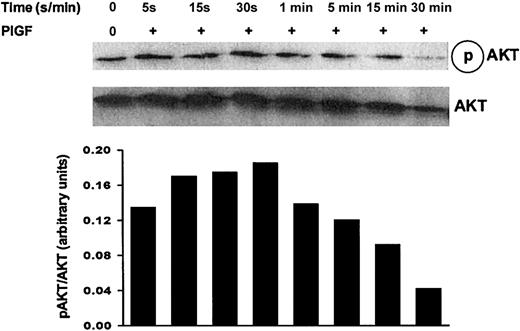 Figure 9. PlGF-induced AKT phosphorylation in THP-1 cells. THP-1 cells were grown overnight in RPMI medium containing 2% FBS. Cells were then starved for 2 hours in serum-free media and treated with PlGF for the indicated times. Cell lysates were analyzed for phospho AKT by Western blot using antiphospho AKT (pSer473) antibody. Equal loading of the gels was confirmed by probing with antibody specific for unphosphorylated AKT (lower panel, AKT).
