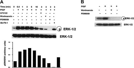 Figure 10. PIGF-induced ERK phosphorylation in both THP-1 cells and monocytes. (A) PlGF-induced ERK-1/2 activity in THP-1 monocytes. THP-1 cells were incubated with RPMI containing 2% serum overnight. The cells were then incubated with fresh serum-free media for 2 hours and then treated with PlGF (250 ng/mL) for the indicated time periods. Where indicated THP-1 cells were preincubated with U73122 (1 μM), wortmannin (200 nM), PD98059 (10 μM), and Ab–Flt-1 (5 μg/mL) for 30 minutes before treatment with PlGF. Cell lysates were analyzed for ERK-1 and -2 activities by Western blot using antiphospho MAPK (Thr202/Tyr204) antibodies (upper panel, pERK-1/2). Blots were stripped and reprobed with antibodies specific for unphosphorylated ERK-1/2 (lower panel, ERK-1/2). The experiment shown is representative of 3 experiments. (B) PlGF-induced ERK-1/2 activity in peripheral blood monocytes. Peripheral blood monocytes (1 × 106/mL) were incubated in RPMI medium containing 1% FBS for 1 hour followed by treatment with PlGF (250 ng/mL) for 3 minutes. Prior to treatment, the cells were either incubated with wortmannin (200 nM) or PD98059 (10 μM) for 30 minutes. Cell lysates were prepared, and 10 μg of the protein was subjected to 10% SDS-PAGE. The blot was probed with phospho ERK-1/2 antibody (upper panel), stripped, and reprobed with total ERK-1 antibody (lower panel) to show equal loading.