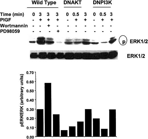 Figure 11. Effect of transfection of dominant-negative AKT and DNM-Δp85 PI3 kinase on PlGF-mediated ERK phosphorylation in THP-1 monocytes. THP-1 cells were transfected with either DNAKT or DNM-Δp85 PI3 kinase as described in “Materials and methods.” Transfected cells were treated with PlGF for 3 minutes. Cell lysates were probed with antibody to ERKs as described in Figure 10. The data are representative of 3 experiments.