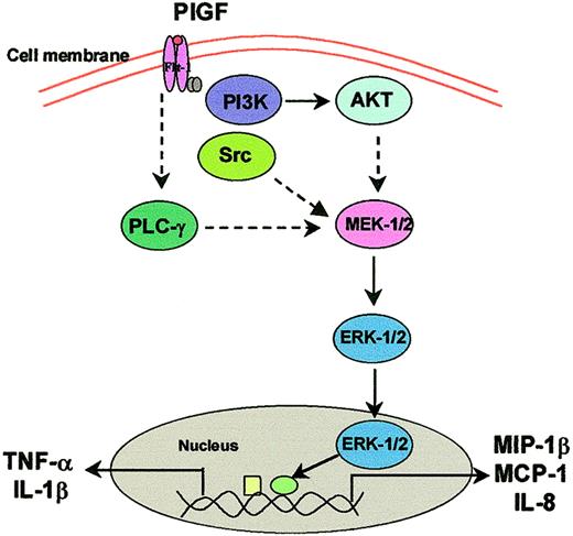 Figure 13. Working model of PlGF-induced intracellular signal transduction cascade in monocytes. On interaction of PlGF with Flt-1 on monocytes, protein tyrosine kinase, Src kinase, PI3 kinase/AKT, and MAP kinase pathways are activated. A parallel activation of phospholipase C occurs, which activates MAP kinase.