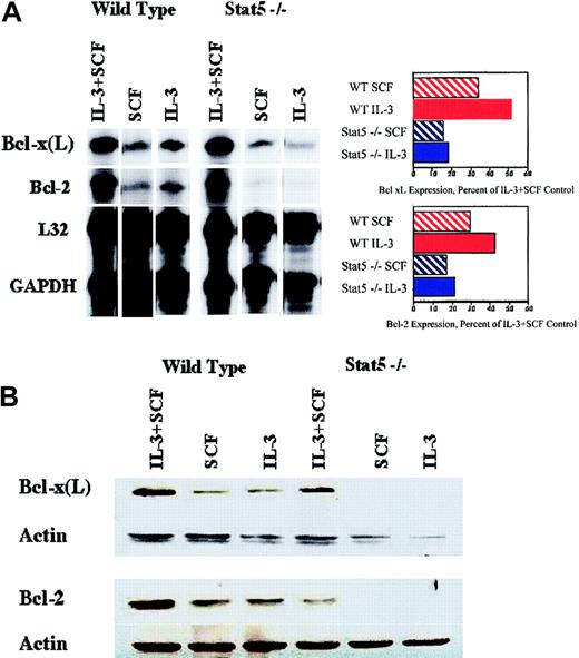 Figure 3. Reduced Bcl expression in Stat5-deficient BMMCs. (A) Wild-type or Stat5-deficient BMMCs were cultured in IL-3 (0.02 ng/mL) or SCF (10 ng/mL) for 24 hours. Control cultures were maintained in IL-3 (5 ng/mL) + SCF (50 ng/mL). Total RNA was subjected to RPA analysis. For each culture, the ratio of Bcl-x(L) or Bcl-2 expression to the glyceraldehyde-3-phosphate dehydrogenase (GAPDH) and L32 loading controls was determined. These ratios were then used to determine relative changes in Bcl-x(L) or Bcl-2 expression in cultures containing IL-3 or SCF alone to the same cells cultured in IL-3 + SCF. This percentage of Bcl-x(L) and Bcl-2 expression relative to IL-3 + SCF is plotted in the bar graph next to the autoradiogram. These data are from 1 of 3 experiments that gave similar results. (B) Wild-type and Stat5-deficient BMMCs were cultured as in panel A for 36 hours, and total cell lysates were subjected to Western blot analysis for the indicated Bcl proteins. The same filter was stripped and reprobed for actin to show protein loading.