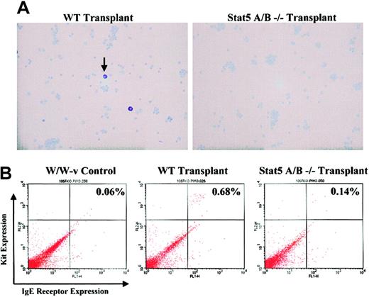 Figure 6. Stat5-deficient bone marrow fails to repopulate mast cells in W/W-v mice. (A) Wild-type or Stat5-deficient bone marrow cells were transplanted to W/W-v mice. At 12 weeks after transplantation, peritoneal cells were harvested and stained with toluidine blue. Arrow indicates mast cell morphology, present in wild-type, but not Stat5-deficient, recipients. Final magnification is × 200. (B) Representative flow cytometry profiles of peritoneal cells from W/W-v mice (control) or W/W-v mice that received transplants of wild-type or Stat5-deficient bone marrow cells. Samples were stained for IgE receptor and Kit expression. Background staining with control antibodies averaged 0.05%.