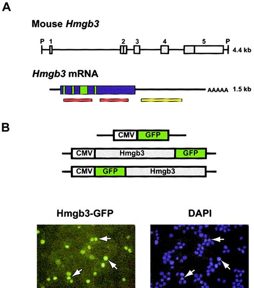 Figure 1. Structure of the Hmgb3 gene and protein. (A) Structure of Hmgb3 gene locus, mRNA, and protein. Top: schematic diagram of Hmgb3 gene locus (based on Vaccari et al).4 The entire locus is 4.4 kb flanked by PstI sites (P). There are 5 exons: white boxes represent untranslated regions, gray boxes represent translated regions. Bottom: Hmgb3 mRNA. The transcript is 1.5-kb long. Hmgb3 shares a highly conserved DNA binding domain with Hmgb1 and 2 (red bars). Green boxes represent putative nuclear localization signals based on Hmgb1 and 2 homology. The yellow bar represents the probe used for Northern blotting and in situ hybridization. (B) Nuclear localization of Hmgb3. Upper: constructs used to transfect 32D cells. Hmgb3 cDNA is fused in frame with the GFP gene. Lower: fluorescent microscopy of transfected 32D cells. DAPI staining was used to identify nuclei (blue). Green signals indicate Hmgb3-GFP protein. Some examples of overlapping signals are indicated by white arrows. Original magnification, × 400.